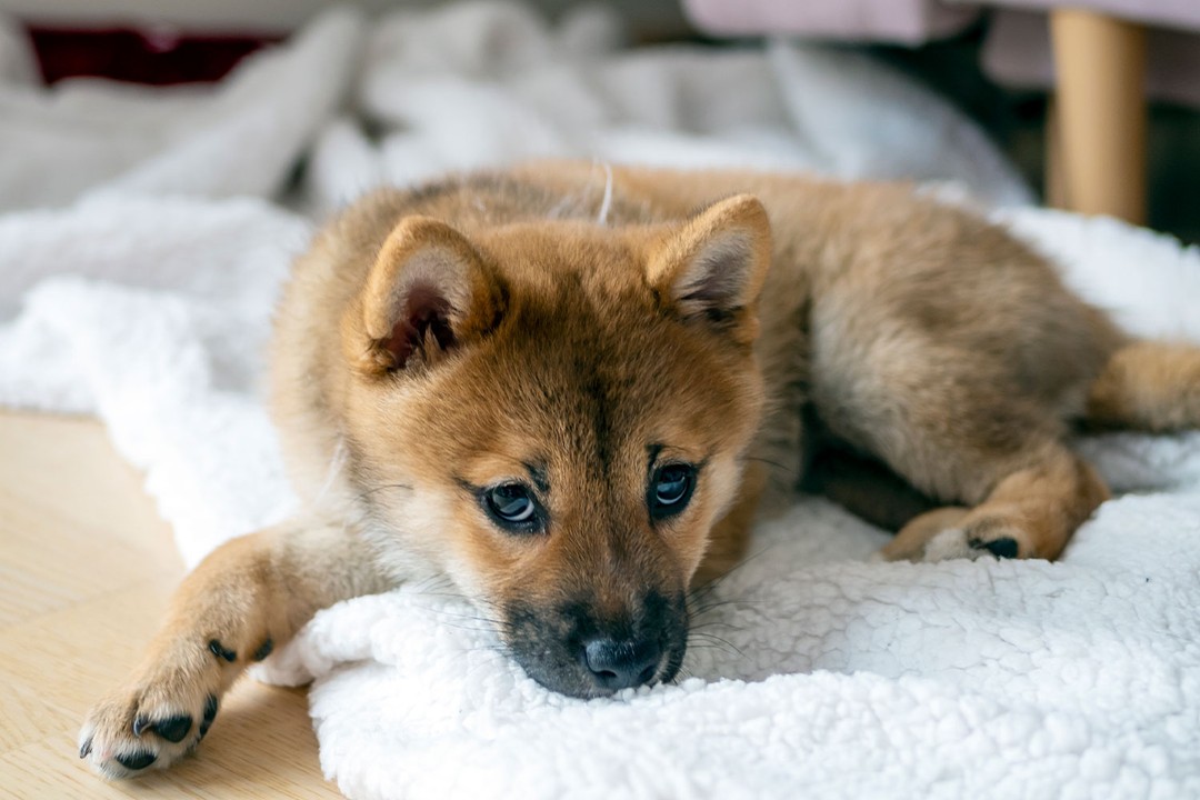 Köpekten insana hastalık geçerse ne yapmalıyız?