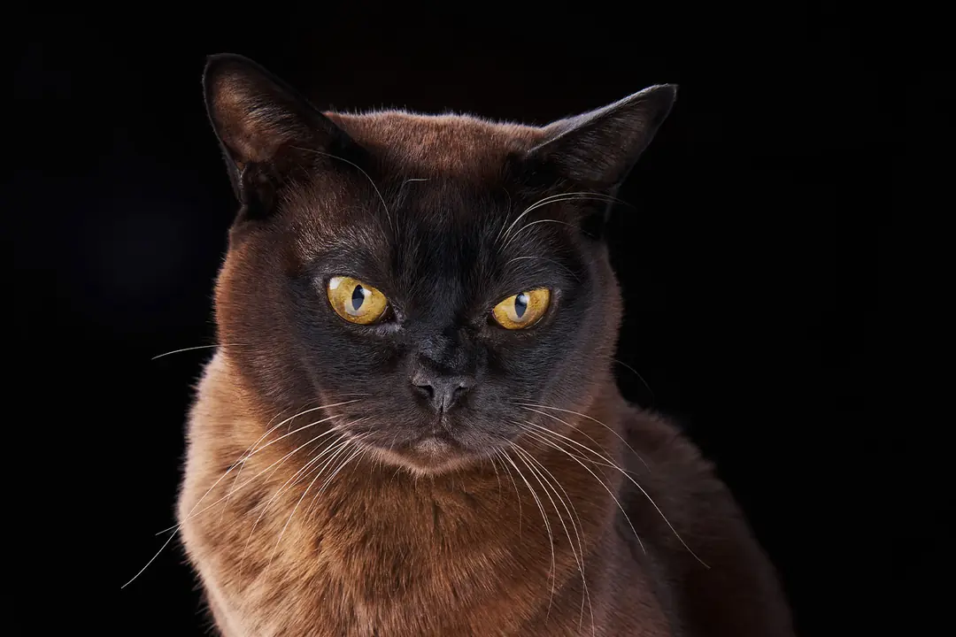 Burmese (Burma Kedisi) Tarihçesi ve Kökeni Hakkında Bilmeniz Gerekenler