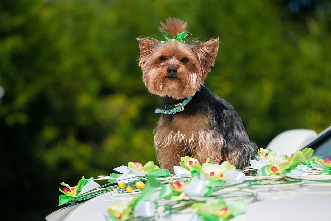 Yorkshire Terrier (Yorkie)
