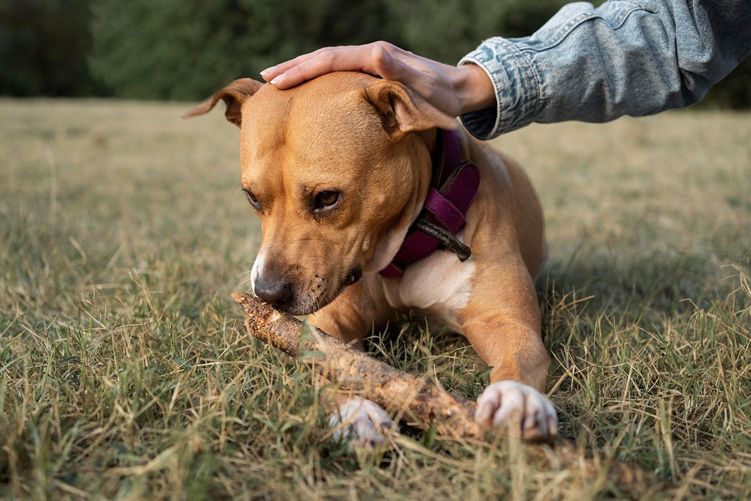 Köpeklerde Kuduz Belirtileri Nelerdir?