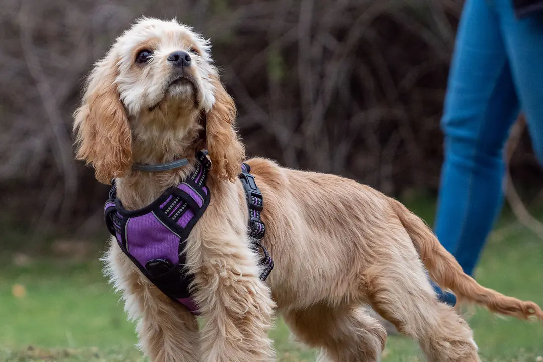 Cocker Spaniel Tarihçesi ve Kökeni Hakkında Bilmeniz Gerekenler&nbsp; &nbsp;