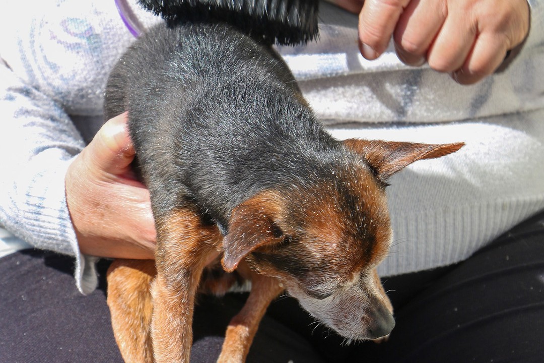 En Çok Kepeklenen Köpek Cinsleri