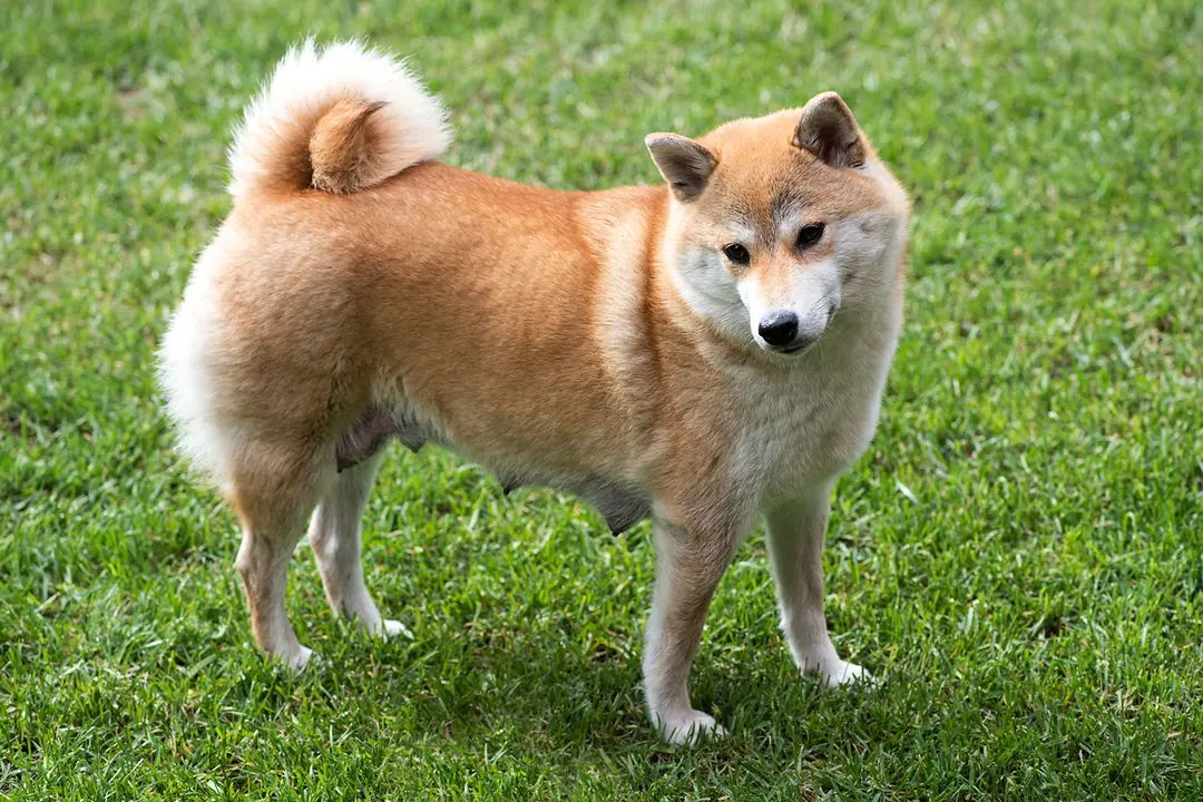 Shiba Inu Karşılaşılan Sağlık Sorunları