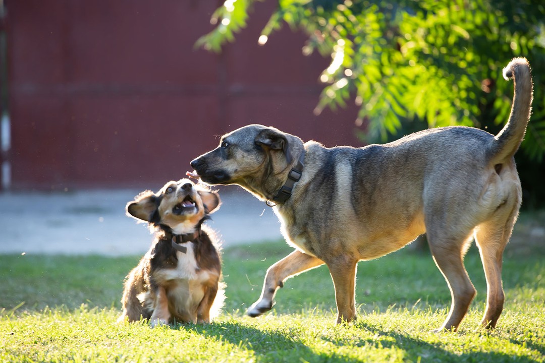 Köpeklerin yaşı ve insanların yaşı arasında neden fark var?