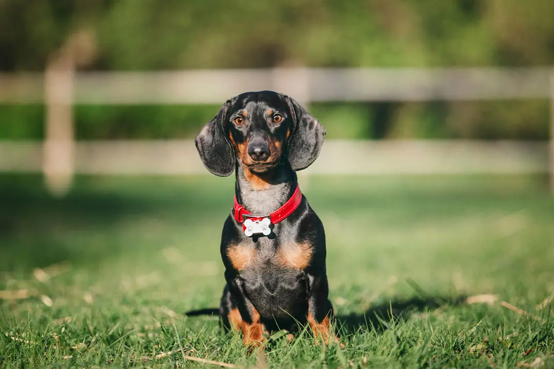 Dachshund (Sosis Köpek) Eğitimi