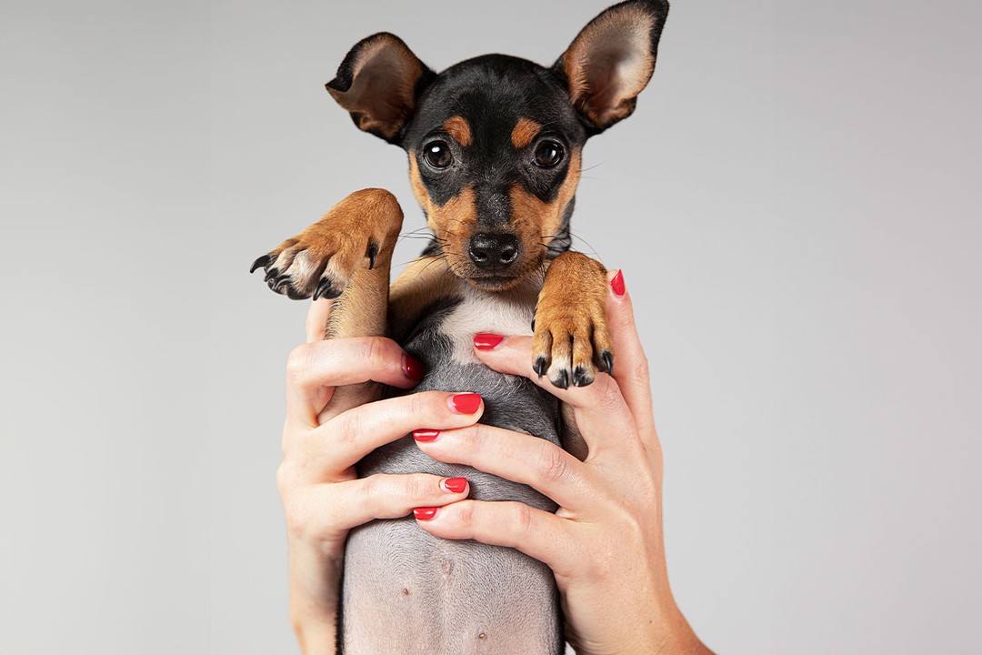 Köpeklerin tırnaklarını kesmek sakıncalı mıdır?