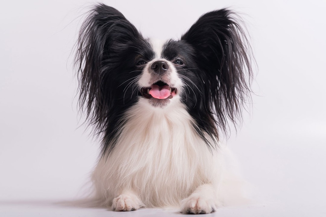 Papillon