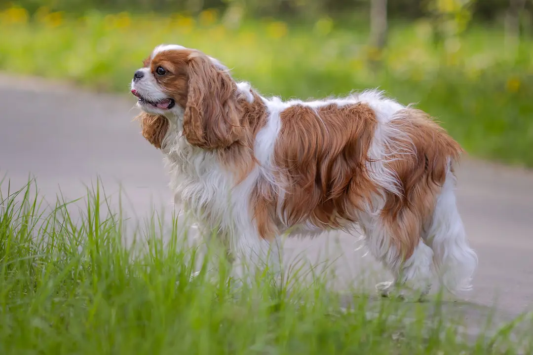Cavalier King Charles Karşılaşılan Sağlık Sorunları