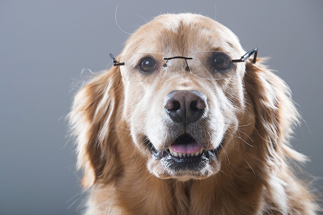 Köpekler zeki canlılar mıdır?