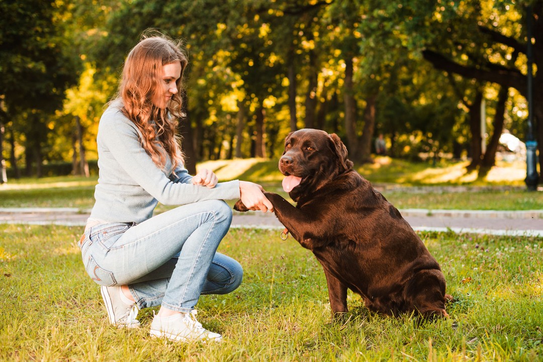 Köpek Eğitimi Sırasında Yapılan Hatalar