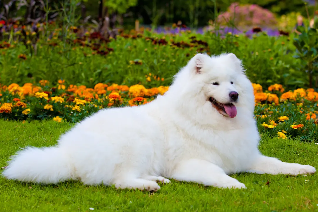 Samoyed Eğitimi&nbsp;