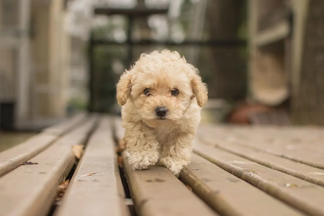 Toy Poodle’ın Tarihçesi ve Kökeni Hakkında Bilmeniz Gerekenler&nbsp;