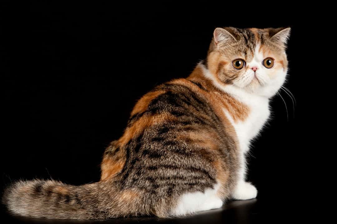 Exotic Shorthair