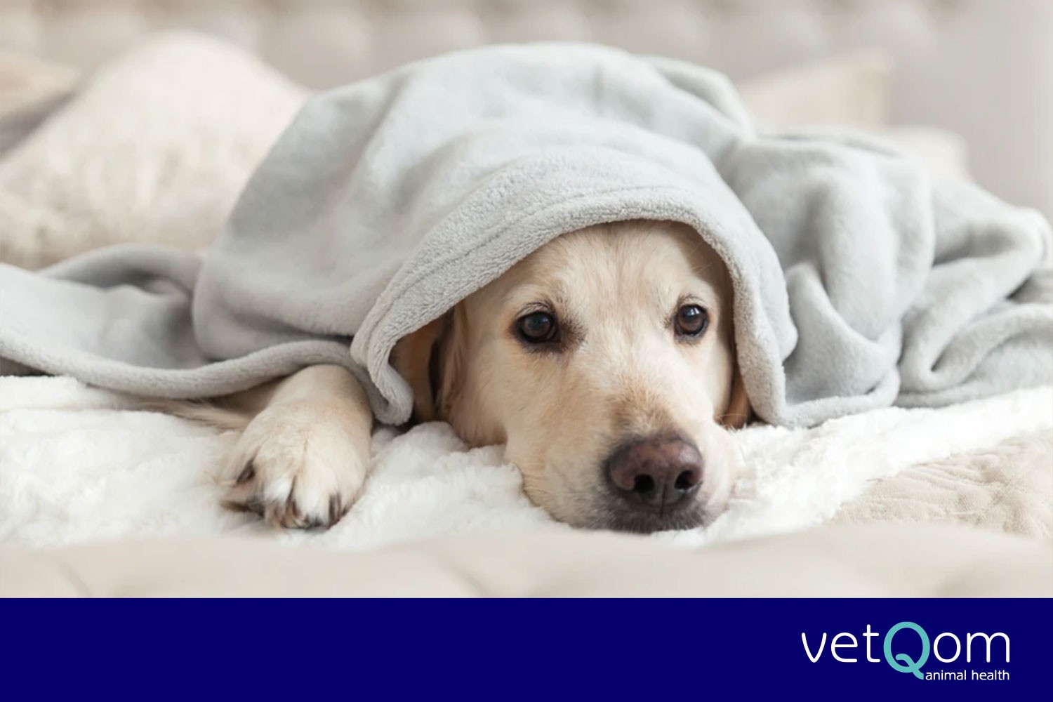 KÖPEKLERDE KALP BÜYÜMESİ