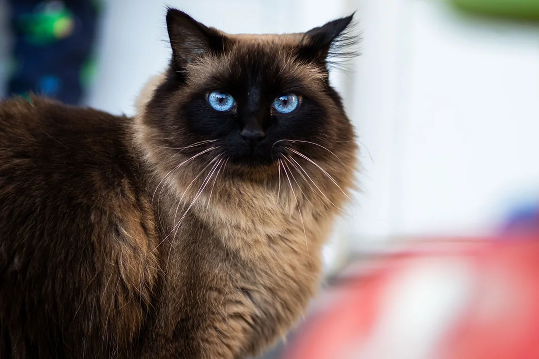 Siyam Kedisi Kedisi Hakkında Bilmeniz Gerekenler