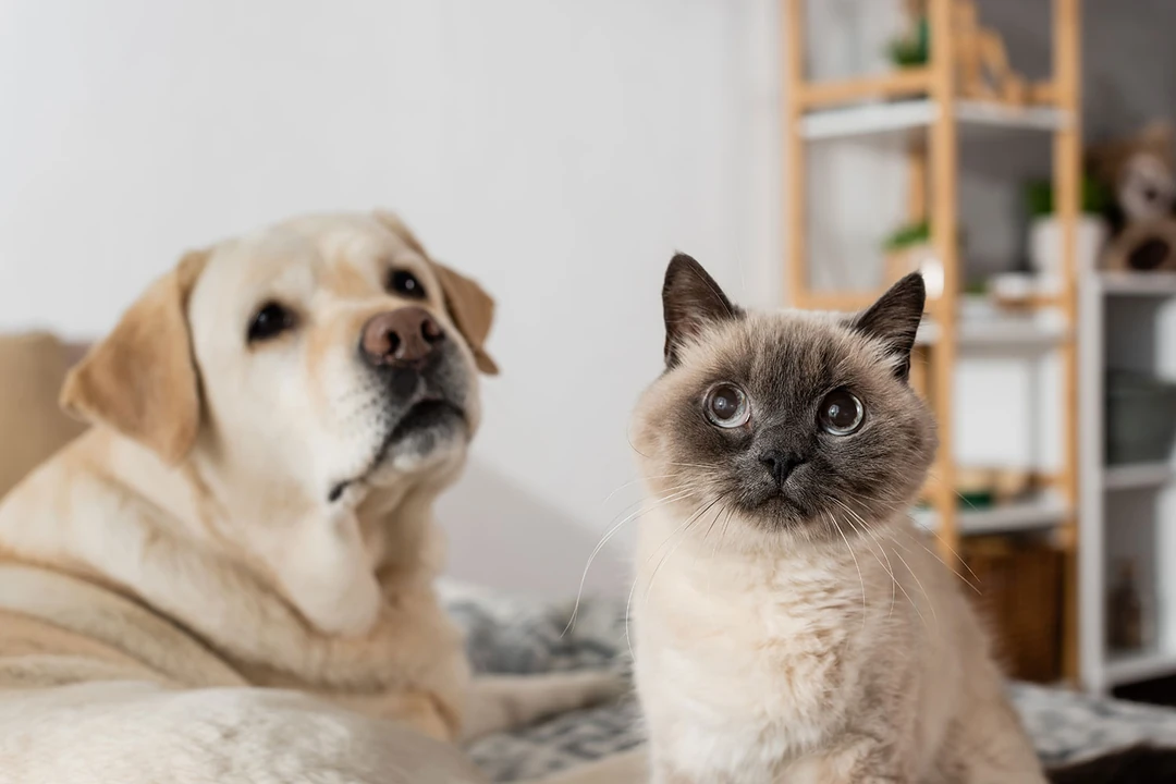 Kedi ve köpek birlikte yaşar mı?