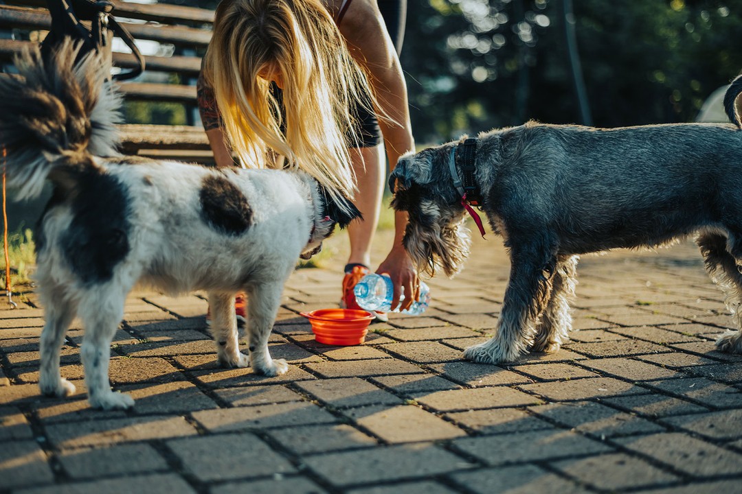 Köpeğim uzun süre su içmezse ne olur?