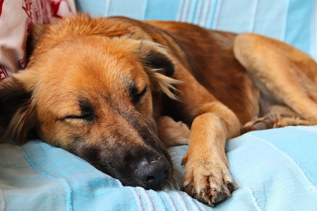 Köpeklerde Anemi Tedavisi