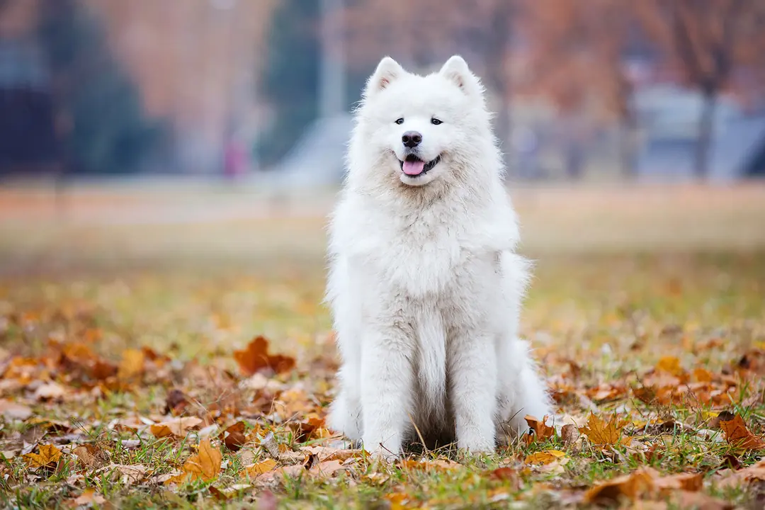 Samoyed Tarihçesi ve Kökeni Hakkında Bilmeniz Gerekenler
