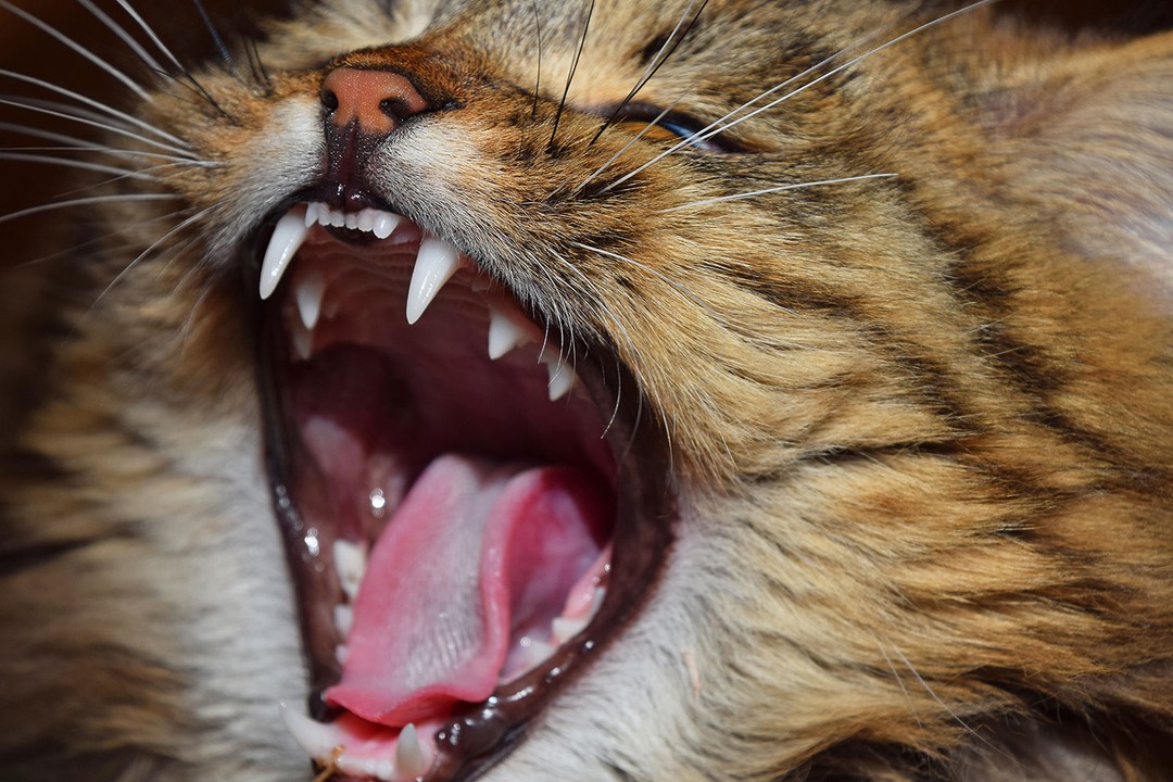 Kedilerde ağız ve diş sorunları