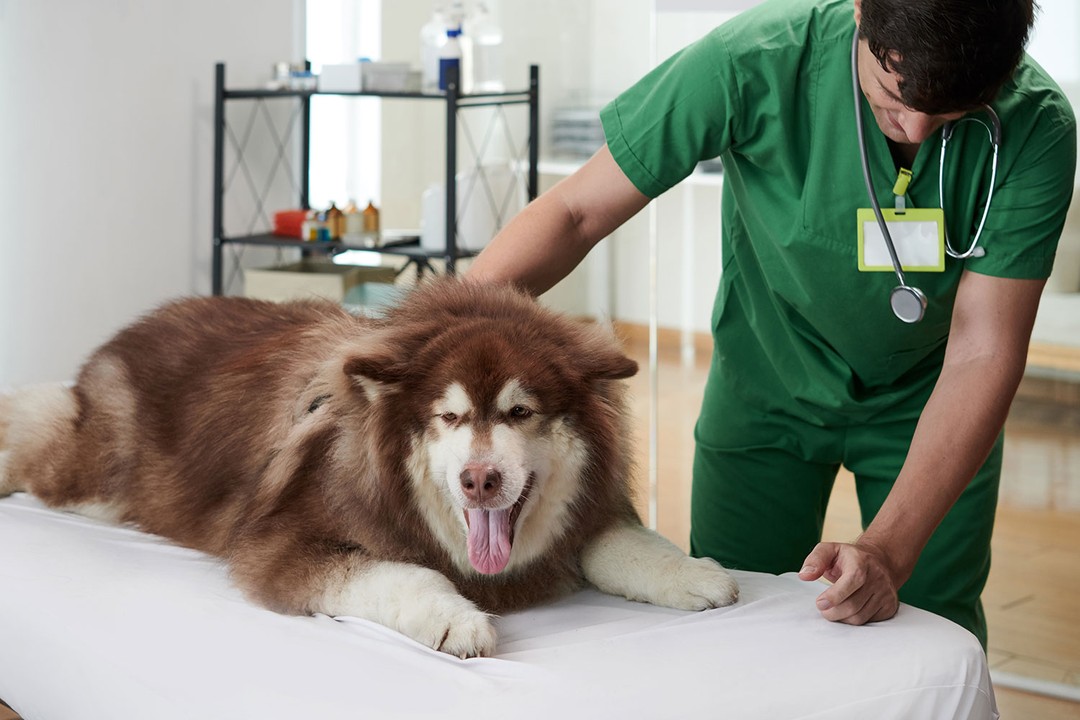 Kalsiyumun Köpek Sağlığı İçin Önemi
