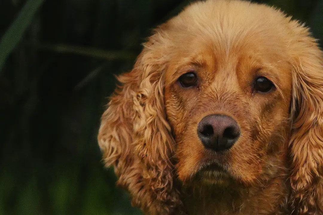 Cocker Spaniel Köpeğinde Karşılaşılan Sağlık Sorunları