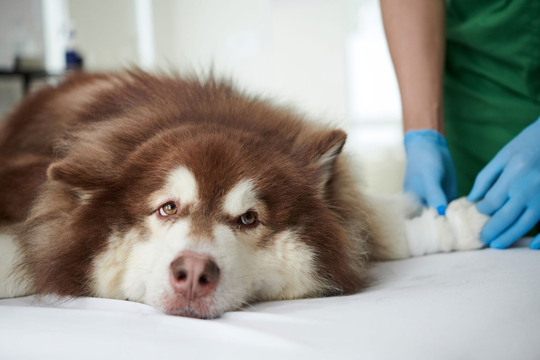 Köpeklerde iç kanamanın tedavisi var mı?