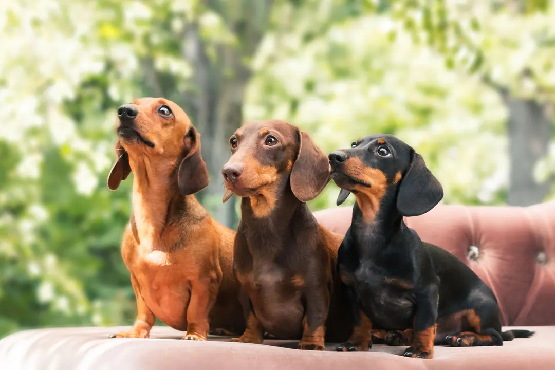 Dachshund (Sosis Köpek) Tarihçesi ve Kökeni Hakkında Bilmeniz Gerekenler