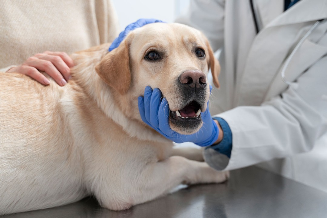 Köpeklerde Kuduz Tedavisi Nasıl Yapılır?