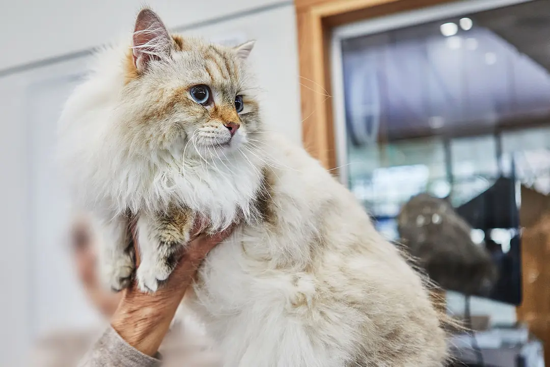 Ragdoll Kedisi Eğitimi&nbsp;