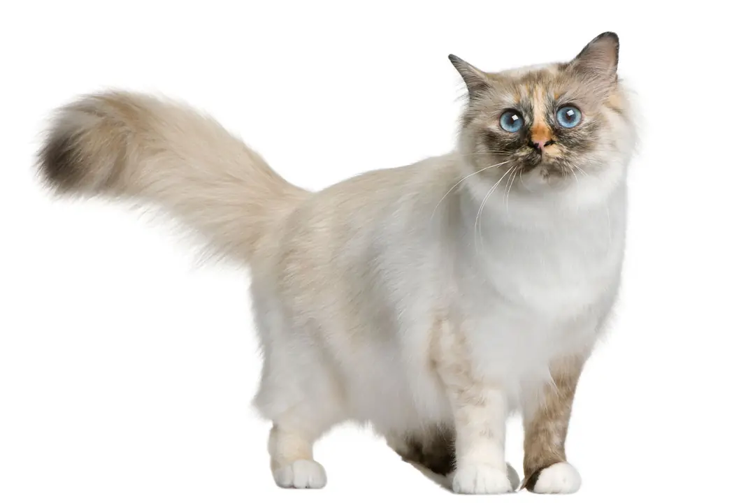 Birman (Birmanya Kedisi) Eğitimi