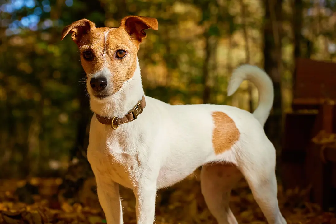 Jack Russell Terrier Tarihçesi ve Kökeni Hakkında Bilmeniz Gerekenler