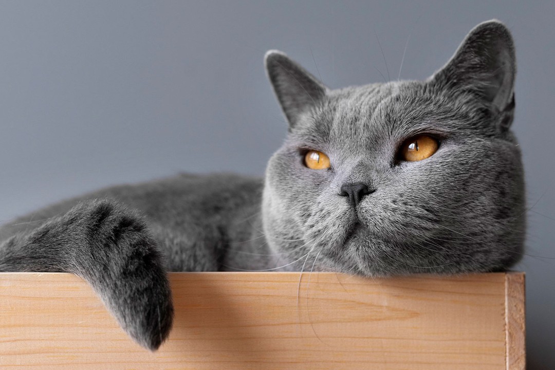 Kedi hıçkırığı nasıl geçer?