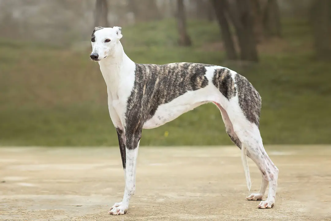 Greyhound (Tazı) Tarihçesi ve Kökeni Hakkında Bilmeniz Gerekenler