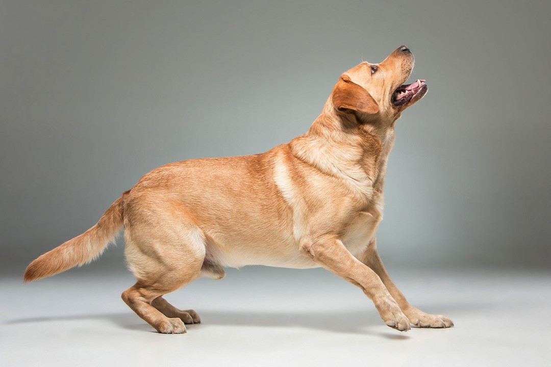 Köpeğim havlamıyor