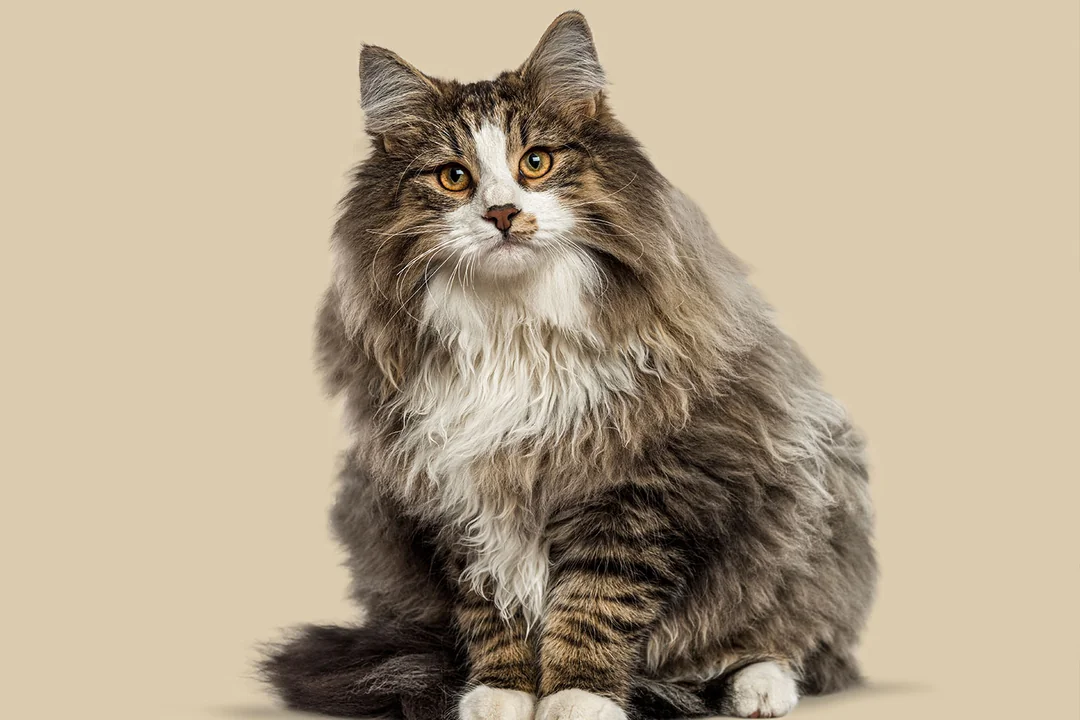 Norveç Orman Kedisinin Bakımı ve Pratik Öneriler 