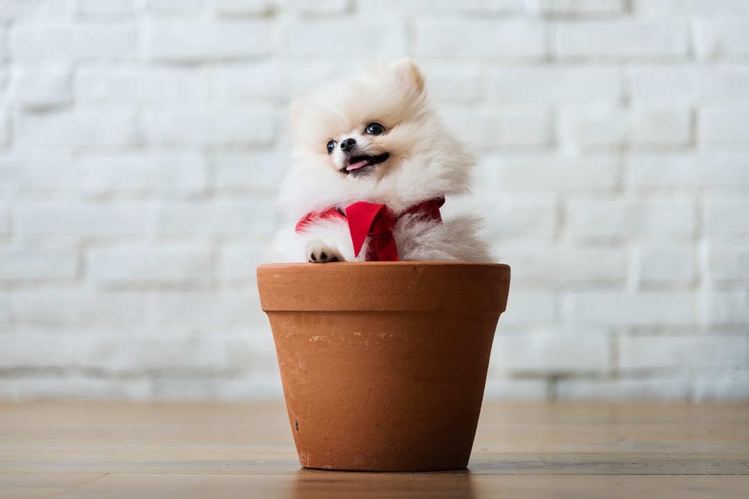 Yeni Bir Yavru Köpek Sahiplenmek