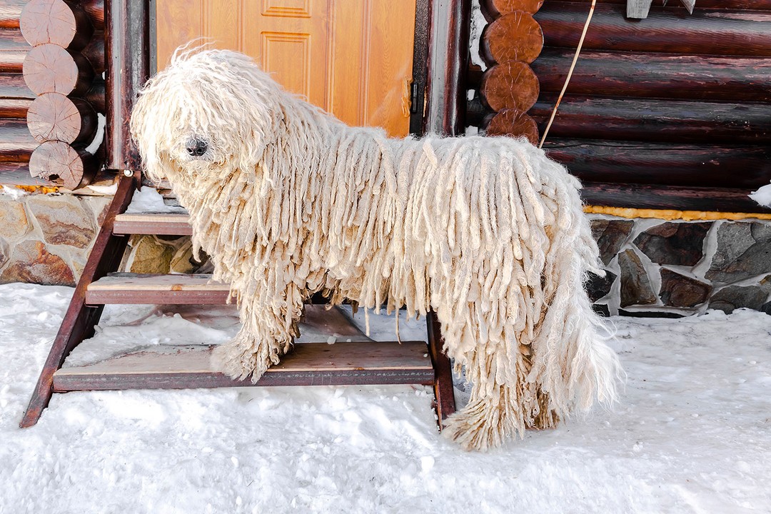 Komondor