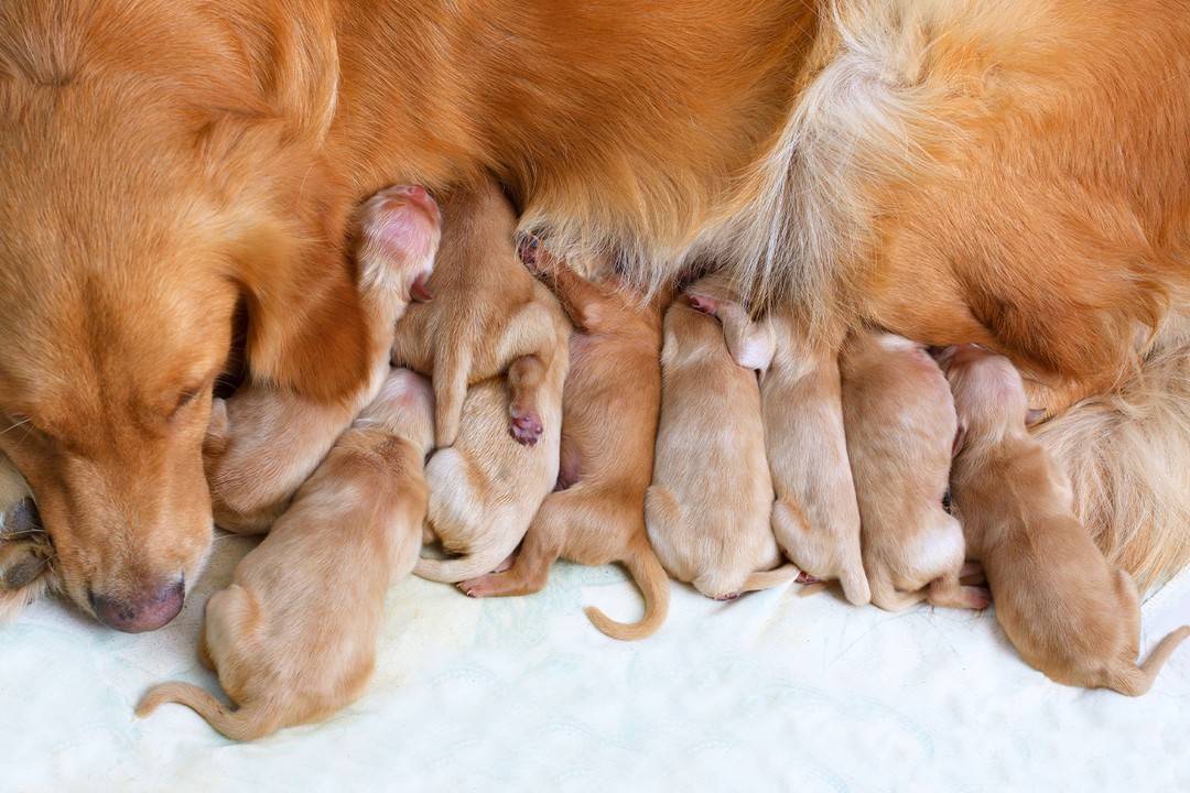Köpeklerde Hamilelik Belirtileri? Nasıl Anlaşılır?