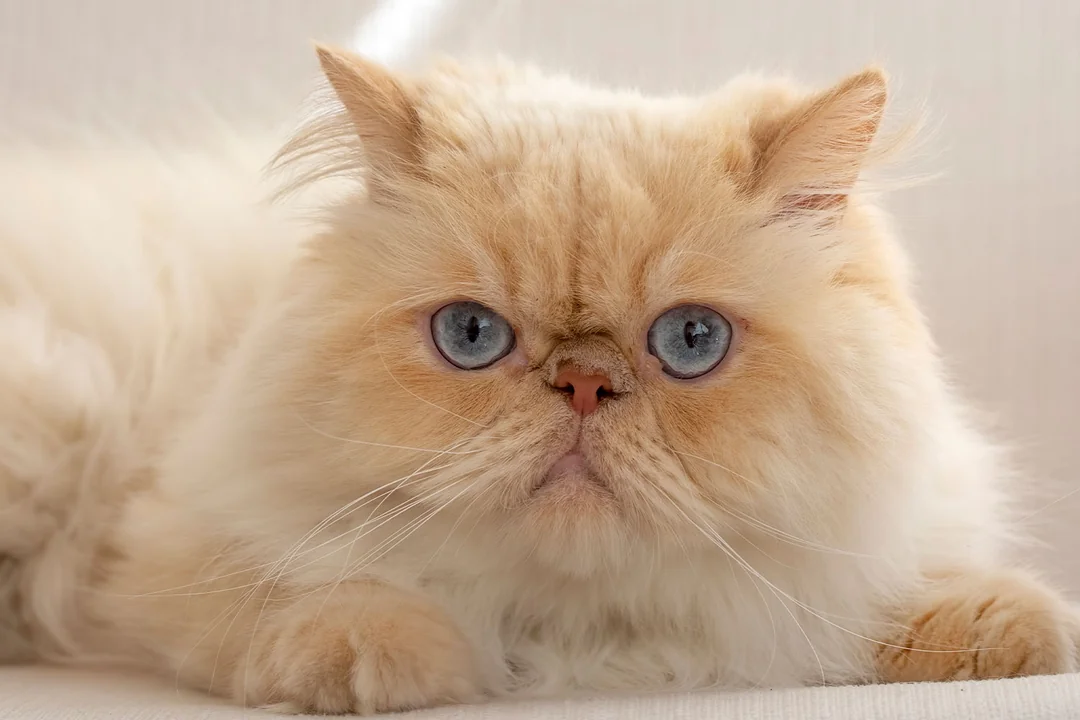 İran Kedisi Kedisi Hakkında Bilmeniz Gerekenler