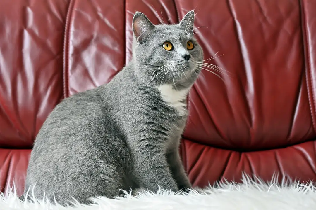 British Shorthair Kedisi Eğitimi
