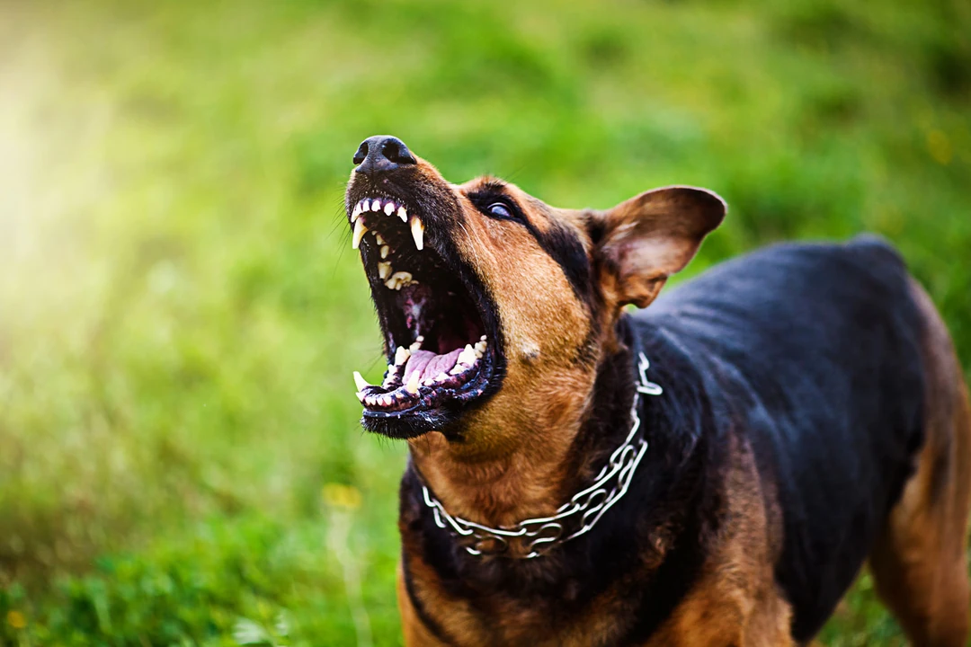 Köpeklerde hırçınlık çeşitleri