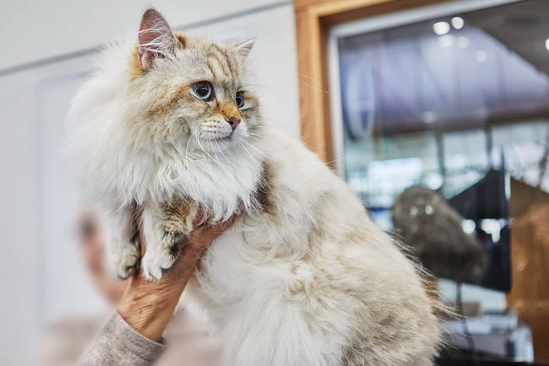 İran Kedisi Kedisi Eğitimi