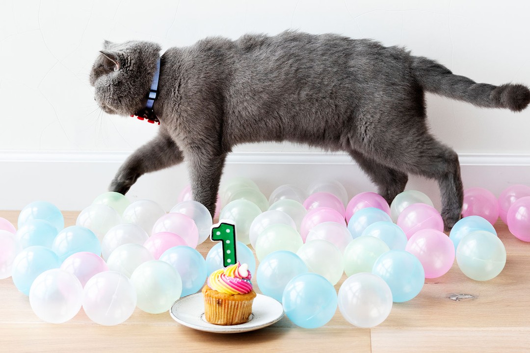Kedi Yaşı Nasıl Hesaplanır?