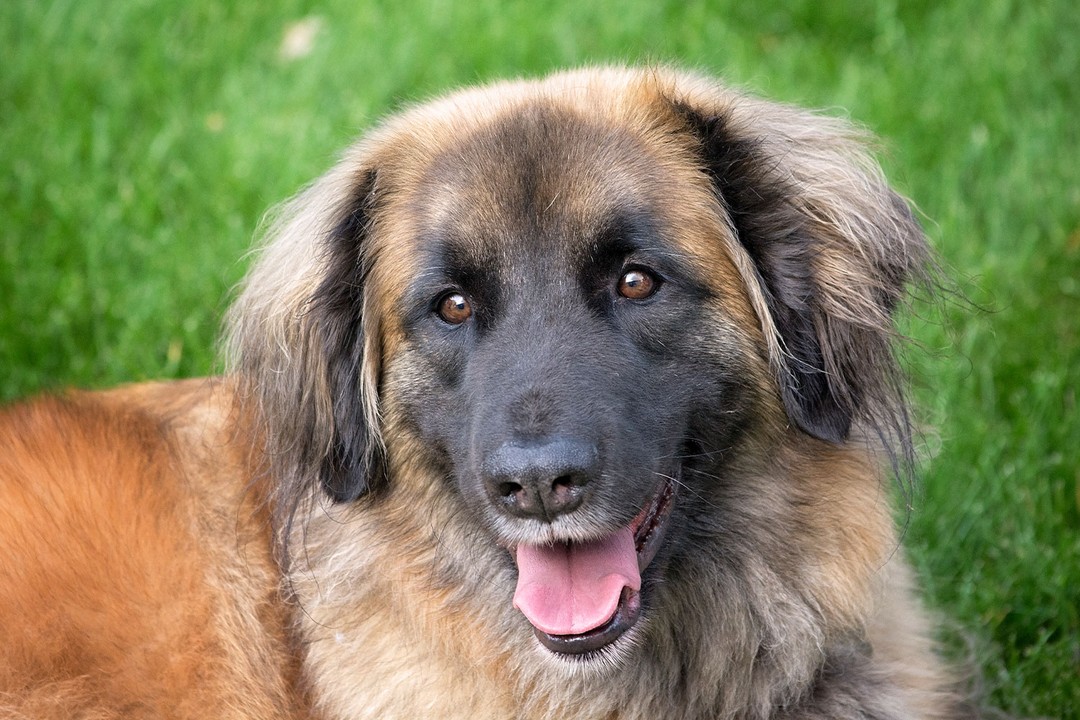 Leonberger