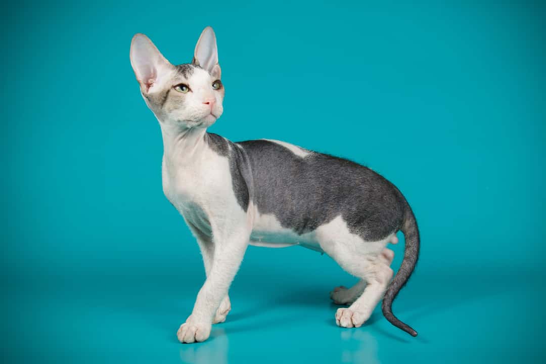 Cornish Rex