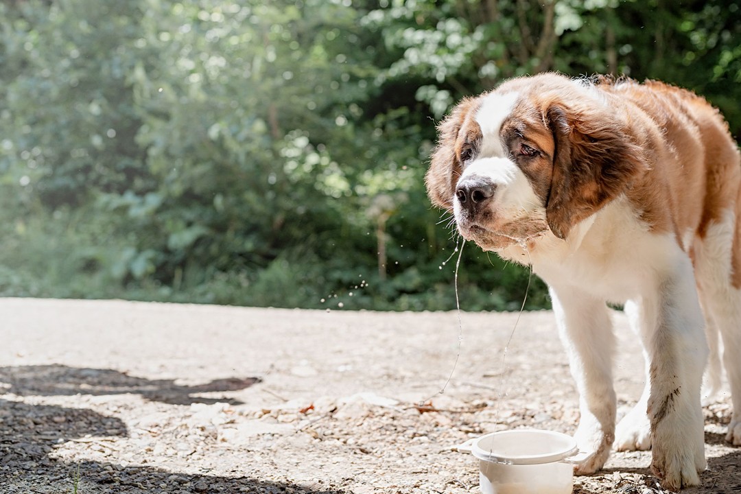 Köpeğinizin Zehirlendiğinden Şüpheleniyorsanız Ne Yapmalısınız?