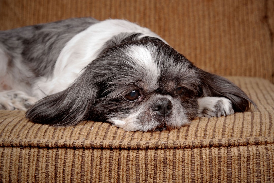 Köpekler Depresyondan Nasıl Çıkarlar?