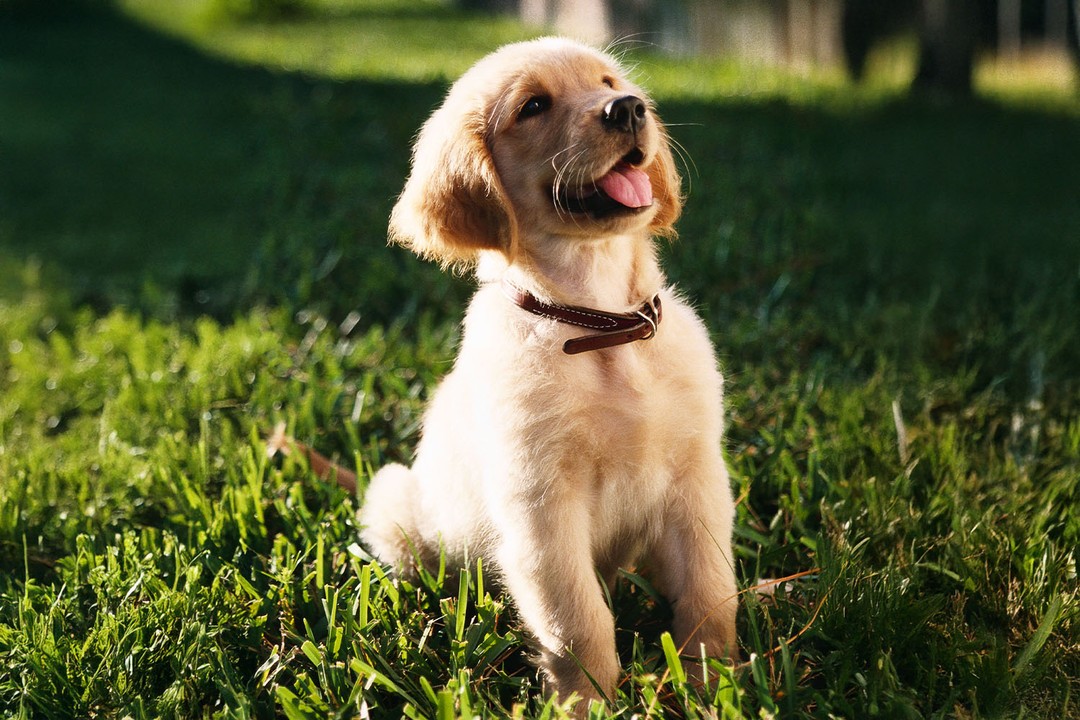 Yavru Köpekler Kör ve Sağır Doğar