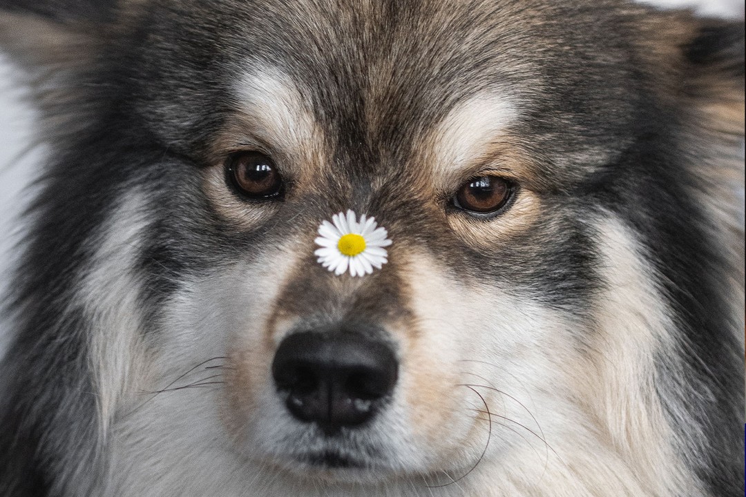 Köpeklerde Şaşılık Neden Olur?